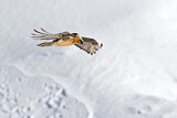 Image. Bearded Vulture