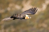 Image. Bearded Vulture