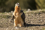 Image. Bearded Vulture