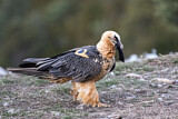 Image. Bearded Vulture