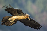 Image. Bearded Vulture