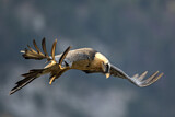 Image. Bearded Vulture