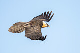 Image. Bearded Vulture