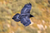 Image. Bearded Vulture
