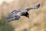 Image. Bearded Vulture