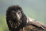 Image. Bearded Vulture