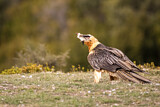 Image. Bearded Vulture