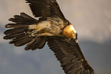 Image. Bearded Vulture
