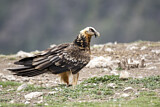 Image. Bearded Vulture