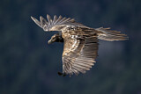 Image. Bearded Vulture