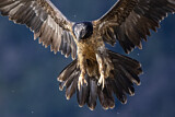 Image. Bearded Vulture