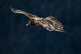 Image. Bearded Vulture