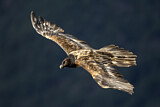 Image. Bearded Vulture