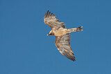 Image. Bearded Vulture