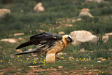 Image. Bearded Vulture