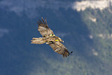 Image. Bearded Vulture