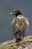 Image. Bearded Vulture