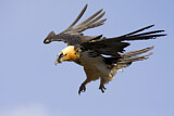 Image. Bearded Vulture