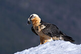 Image. Bearded Vulture