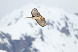 Image. Bearded Vulture