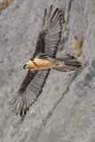 Image. Bearded Vulture