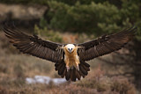 Image. Bearded Vulture