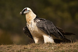 Image. Bearded Vulture