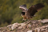 Image. Bearded Vulture