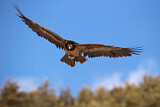 Image. Bearded Vulture