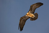 Image. Bearded Vulture