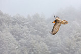 Image. Bearded Vulture