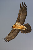 Image. Bearded Vulture