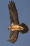 Image. Bearded Vulture