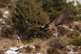 Image. Bearded Vulture