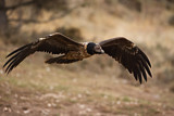Image. Bearded Vulture