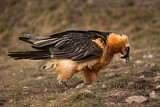 Image. Bearded Vulture