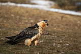Image. Bearded Vulture