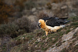 Image. Bearded Vulture