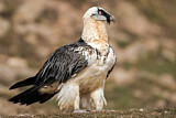 Image. Bearded Vulture