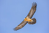 Image. Bearded Vulture