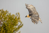 Image. Bearded Vulture