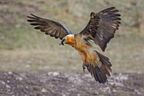 Image. Bearded Vulture