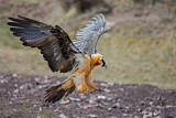 Image. Bearded Vulture