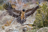Image. Bearded Vulture