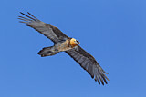 Image. Bearded Vulture