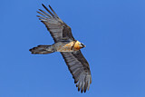 Image. Bearded Vulture