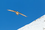Image. Bearded Vulture