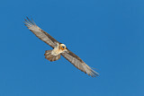 Image. Bearded Vulture