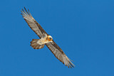 Image. Bearded Vulture