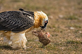 Image. Bearded Vulture